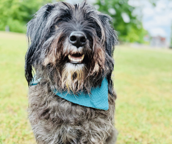 Hundehalstuch | Knalltüte – Tiefseetaucher |  Musselin |  Liebesfell