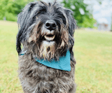 Hundehalstuch | Knalltüte – Tiefseetaucher |  Musselin |  Liebesfell