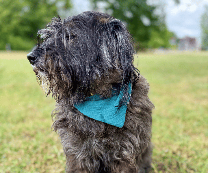 Hundehalstuch | Knalltüte – Tiefseetaucher |  Musselin |  Liebesfell