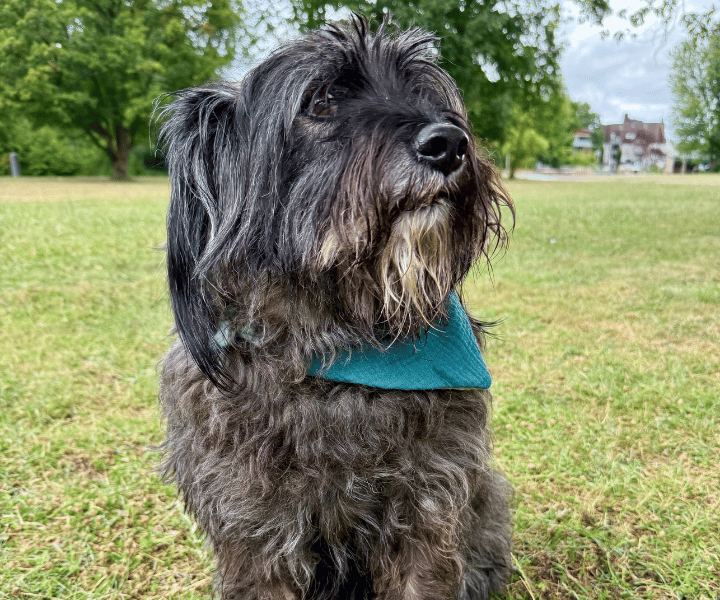 Hundehalstuch | Knalltüte – Tiefseetaucher |  Musselin |  Liebesfell