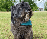 Hundehalstuch | Knalltüte – Tiefseetaucher |  Musselin |  Liebesfell