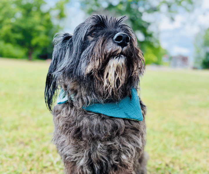 Hundehalstuch | Knalltüte – Tiefseetaucher |  Musselin |  Liebesfell