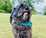 Hundehalstuch | Knalltüte – Tiefseetaucher |  Musselin |  Liebesfell